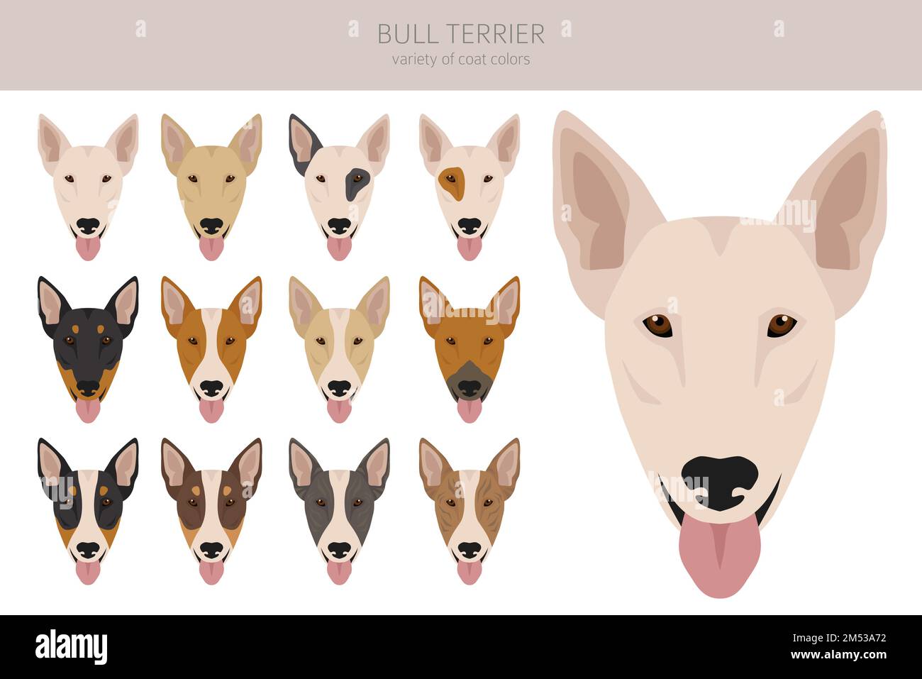 Clipart di trasporto Bull. Set di tutti i colori del mantello. Posizione diversa. Infografica sulle caratteristiche di tutte le razze di cani. Illustrazione vettoriale Illustrazione Vettoriale