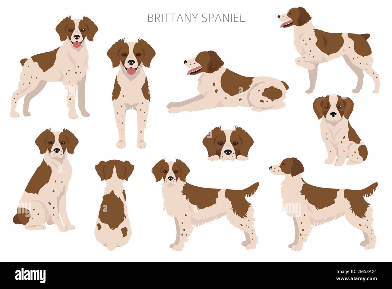 Bretagna spaneil colore varietà clipart. Diverse pose impostate. Raccolta infografica del cane. Illustrazione vettoriale Illustrazione Vettoriale