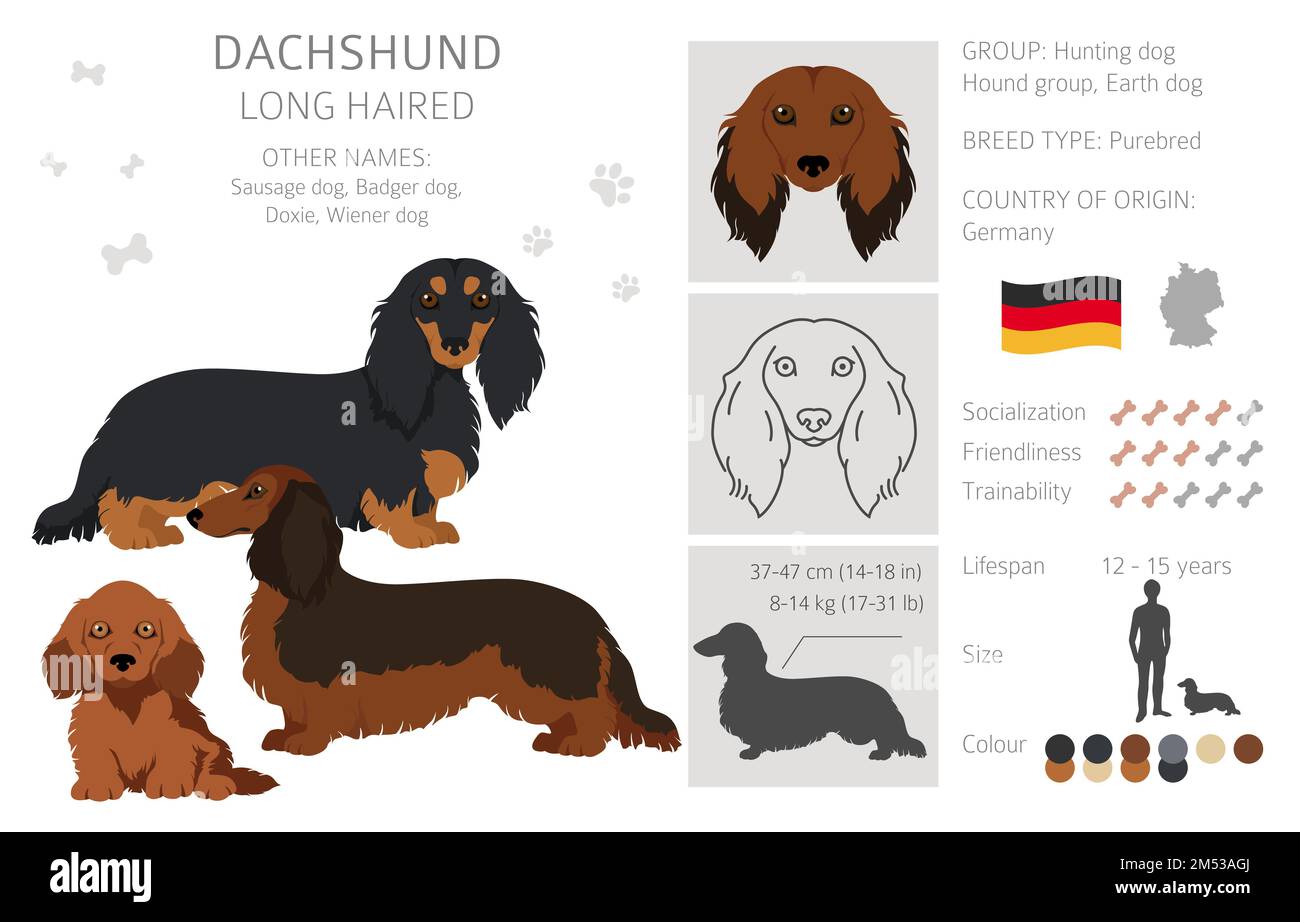 Dachshund capelli lunghi clipart. Pose diverse, colori del rivestimento. Illustrazione vettoriale Illustrazione Vettoriale