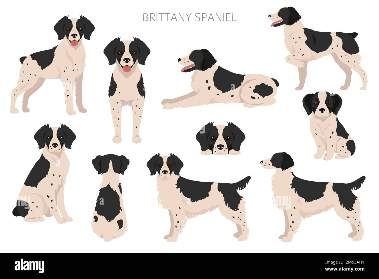 Bretagna spaneil colore varietà clipart. Diverse pose impostate. Raccolta infografica del cane. Illustrazione vettoriale Illustrazione Vettoriale