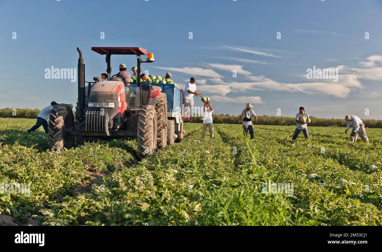 Cocomero 'Citrullus lanatus', trattore IH, lavoratori ispanici che raccolgono rimorchi di carico sul campo, all'inizio di settembre, California. Foto Stock