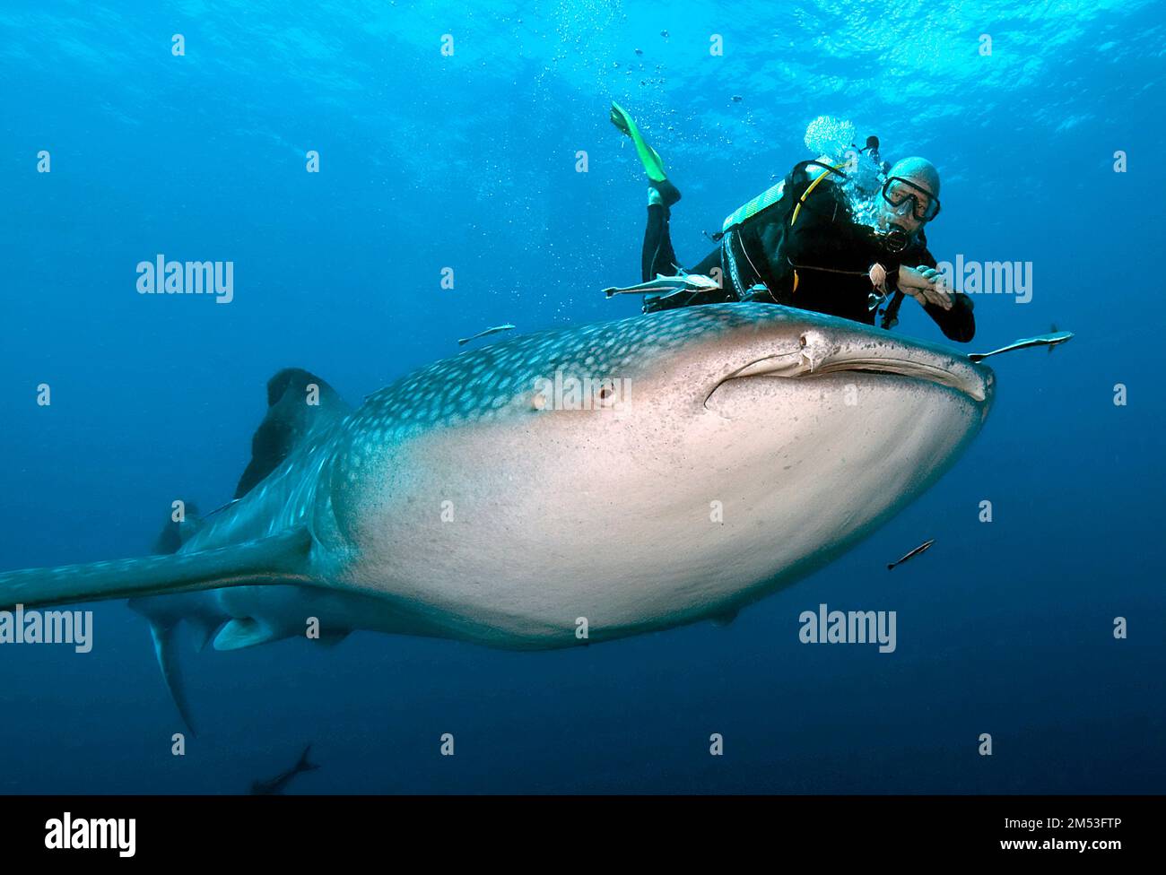 Taucher taucht schwimmt neben Walhai (Rhincodon typus), Indischer Ozean, Hin Daeng, Thailandia, Asien Foto Stock