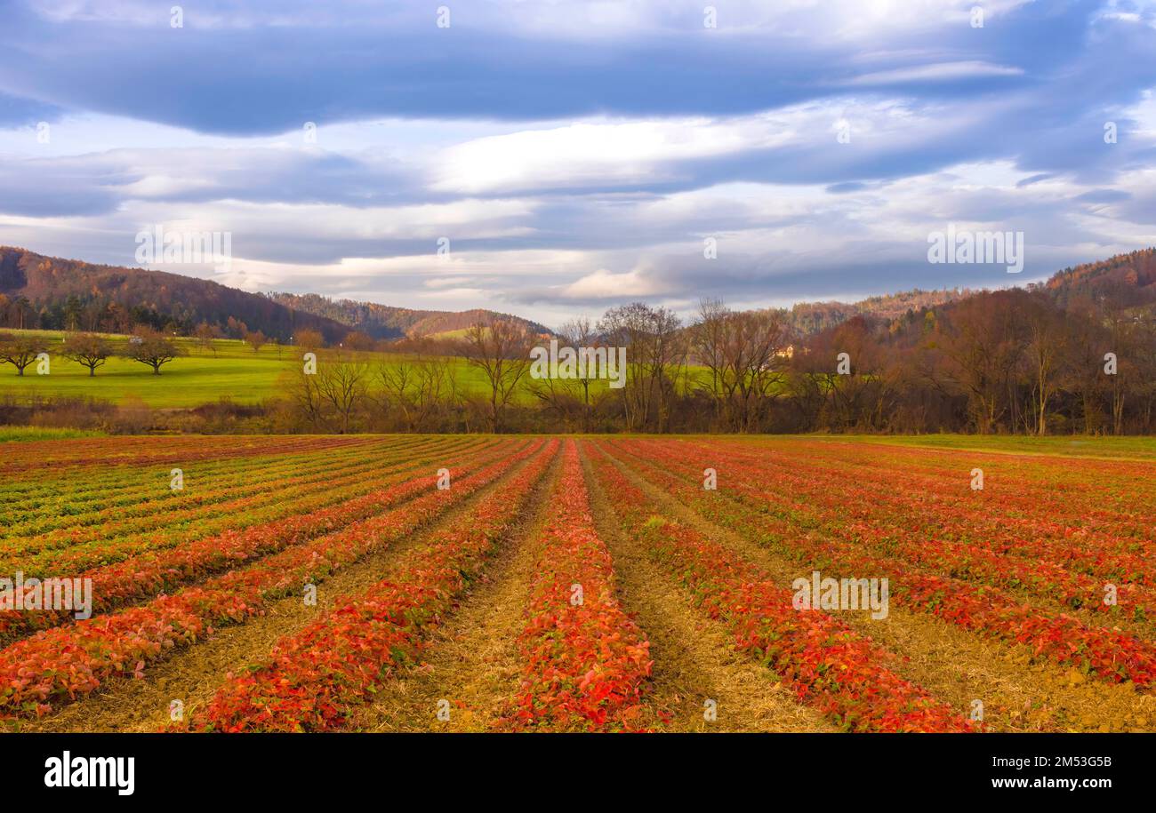 Campi agricoli in autunno e cielo blu drammatico, a Steiermark, Austria Foto Stock