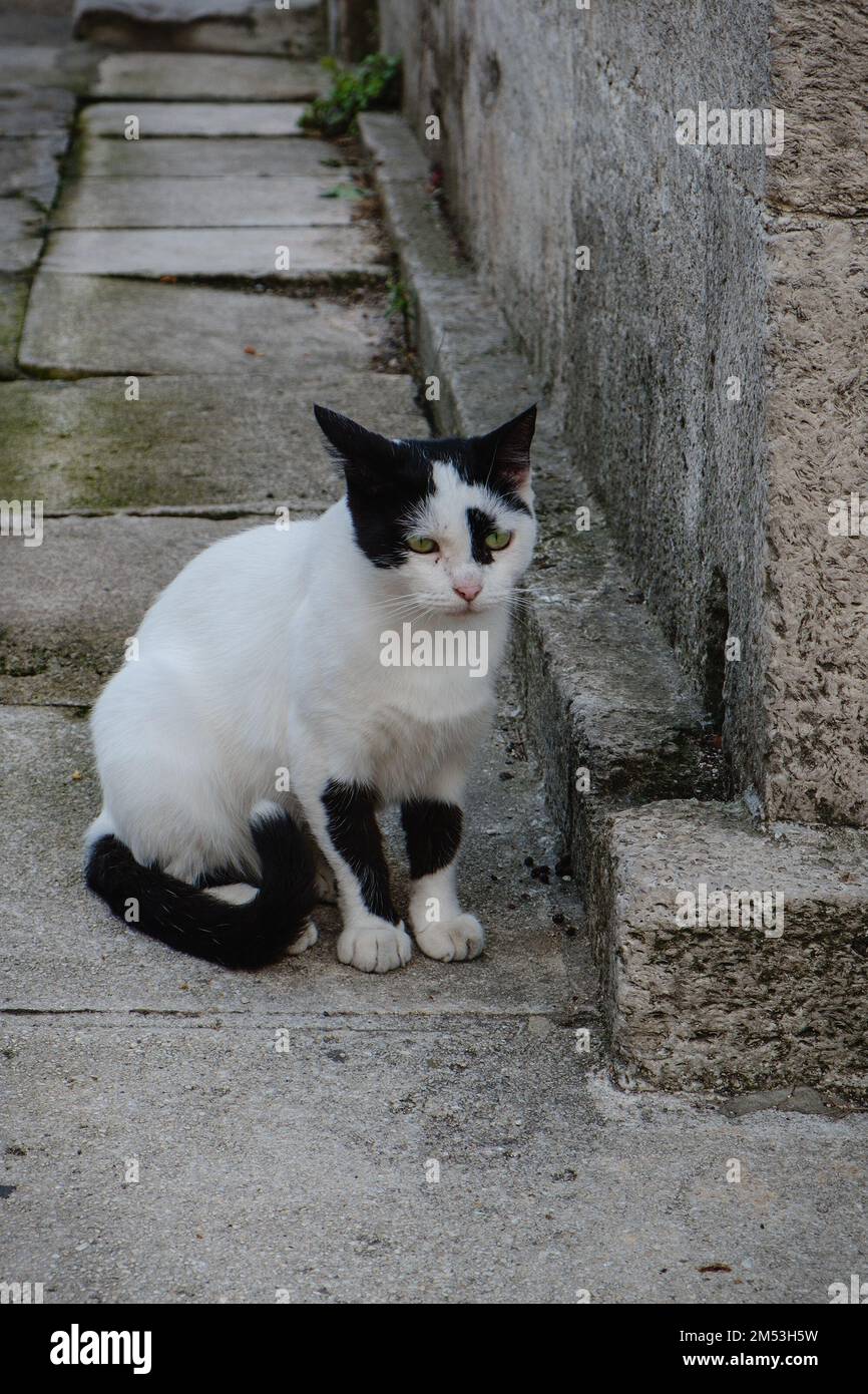 Un gatto bianco e nero siede accanto ad una parete di cemento. Foto Stock