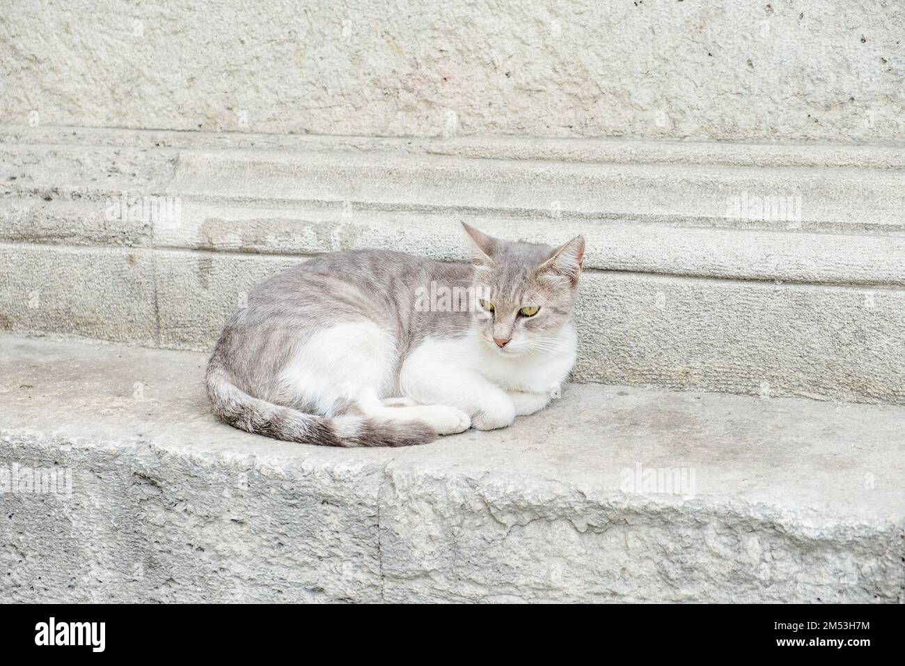Un gatto grigio si trova accanto ad una parete di cemento. Foto Stock