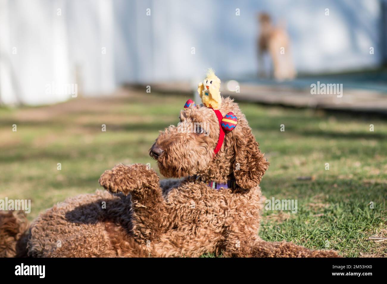 Un primo piano di beige lanuginoso Labradoodle cane in bordo con le orecchie che giocano nel parco il giorno di sole Foto Stock