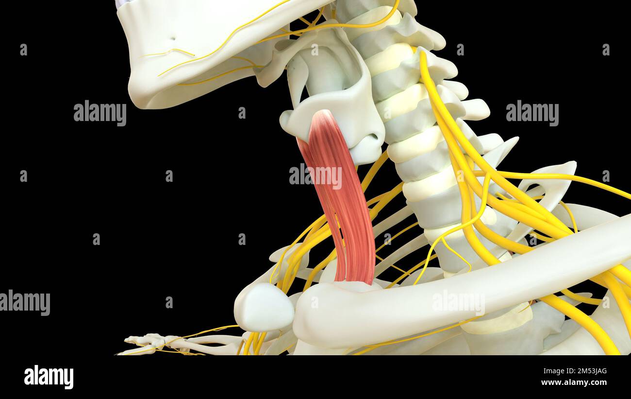 Sternotyroideus anatomia muscolare per concetto medico 3D illustrazione Foto Stock