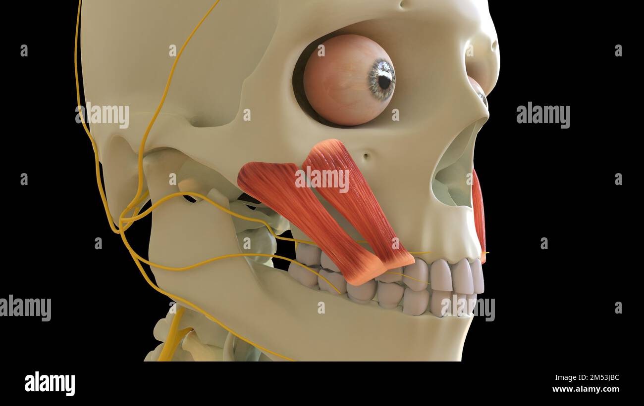 Zygomaticus anatomia muscolare per il concetto medico 3D illustrazione Foto Stock