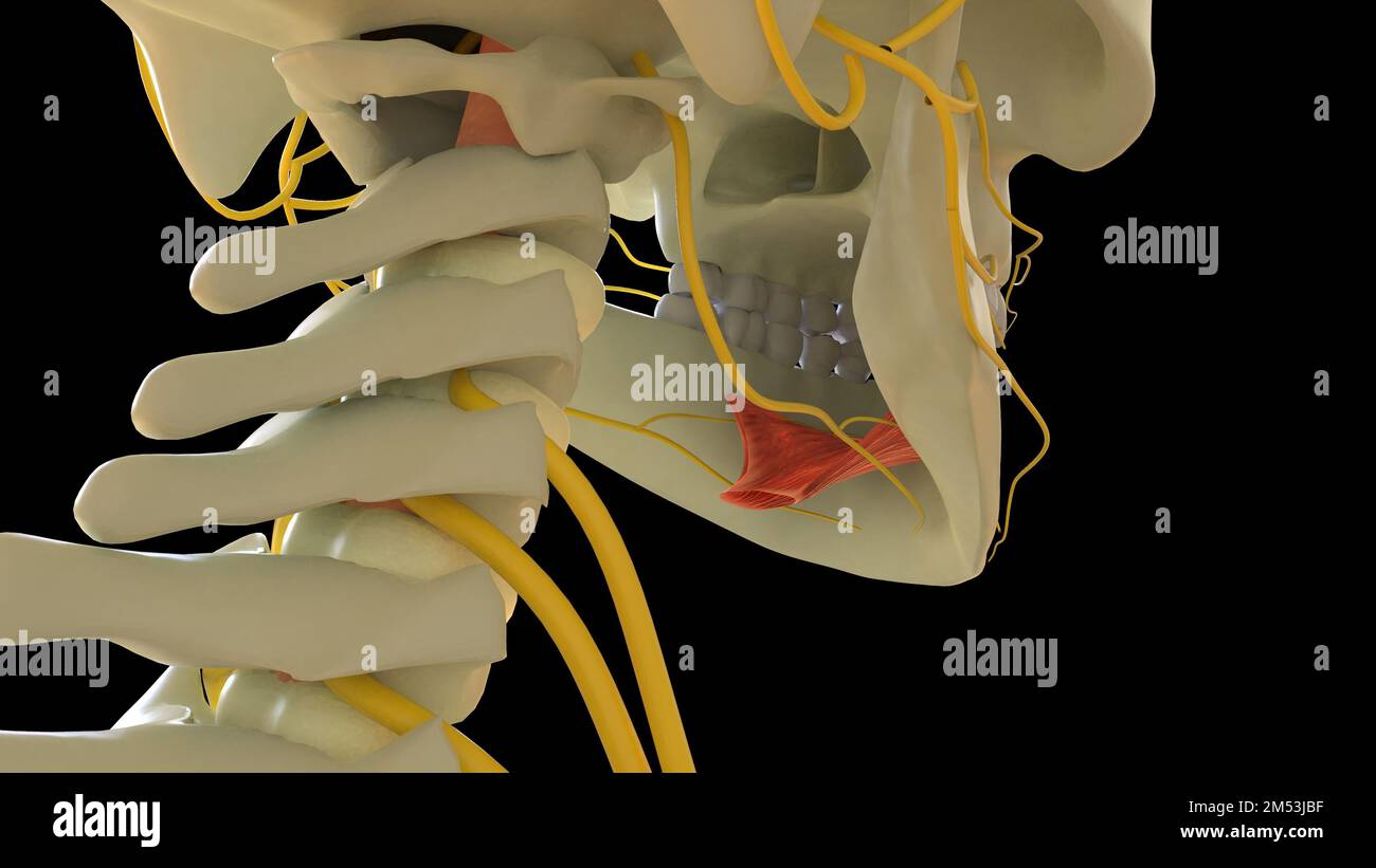 Mylohyoid anatomia muscolare per il concetto medico 3D illustrazione Foto Stock