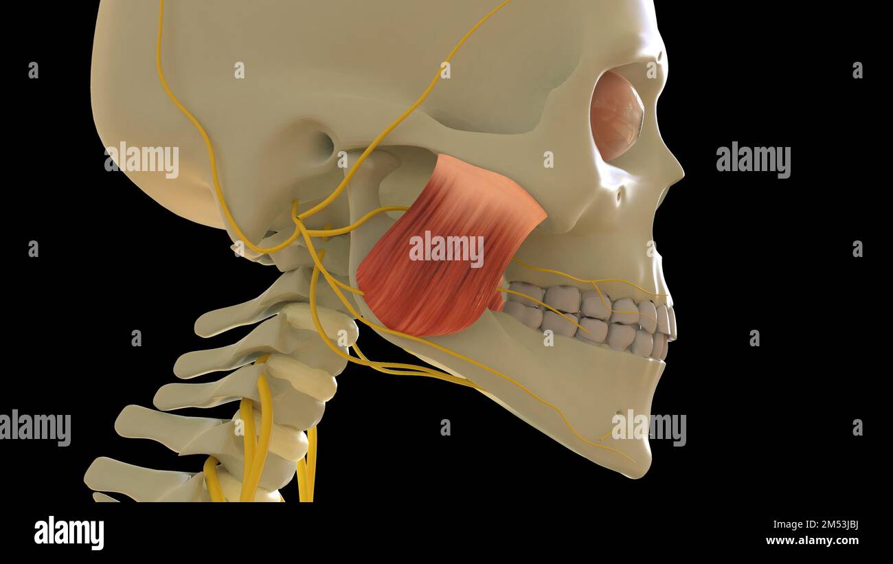 Massetere anatomia muscolare superficiale per l'illustrazione del concetto medico 3D Foto Stock