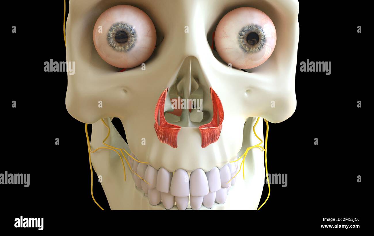 Muscoli della testa anatomia nasale per l'illustrazione del concetto medico 3D Foto Stock