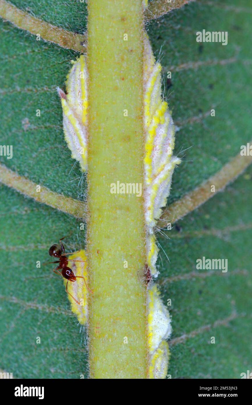 Scala delle Seychelles, Icerya seychellarum (Hemiptera: Monophlebidae) è il pericoloso peste di avocado, mango e agrumi nel bacino del Mediterraneo. Foto Stock