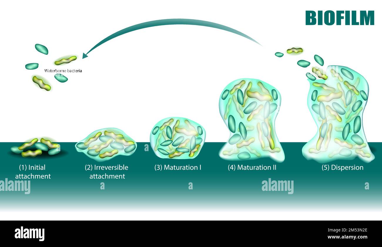 Processo di formazione di biofilm cinque stadi con diagramma di sviluppo e dispersione. Adesione di batteri acquerborsi sulla superficie. Batteri acquarborsi Illustrazione Vettoriale