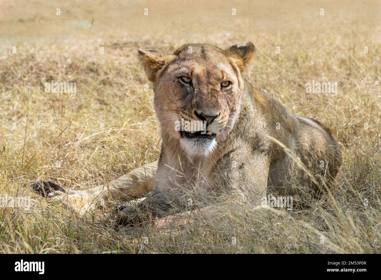Leoness che riposa nelle erbe essiccate, Mabula, Sudafrica Foto Stock