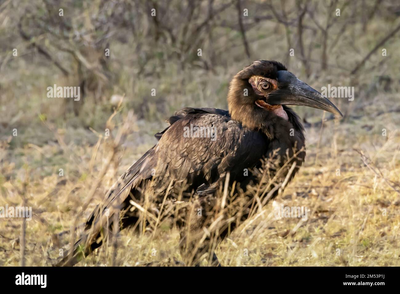 JUGLE Southern Ground Hornbill nell'erba alta, Mabula Ground Hornbill Project, Sudafrica Foto Stock