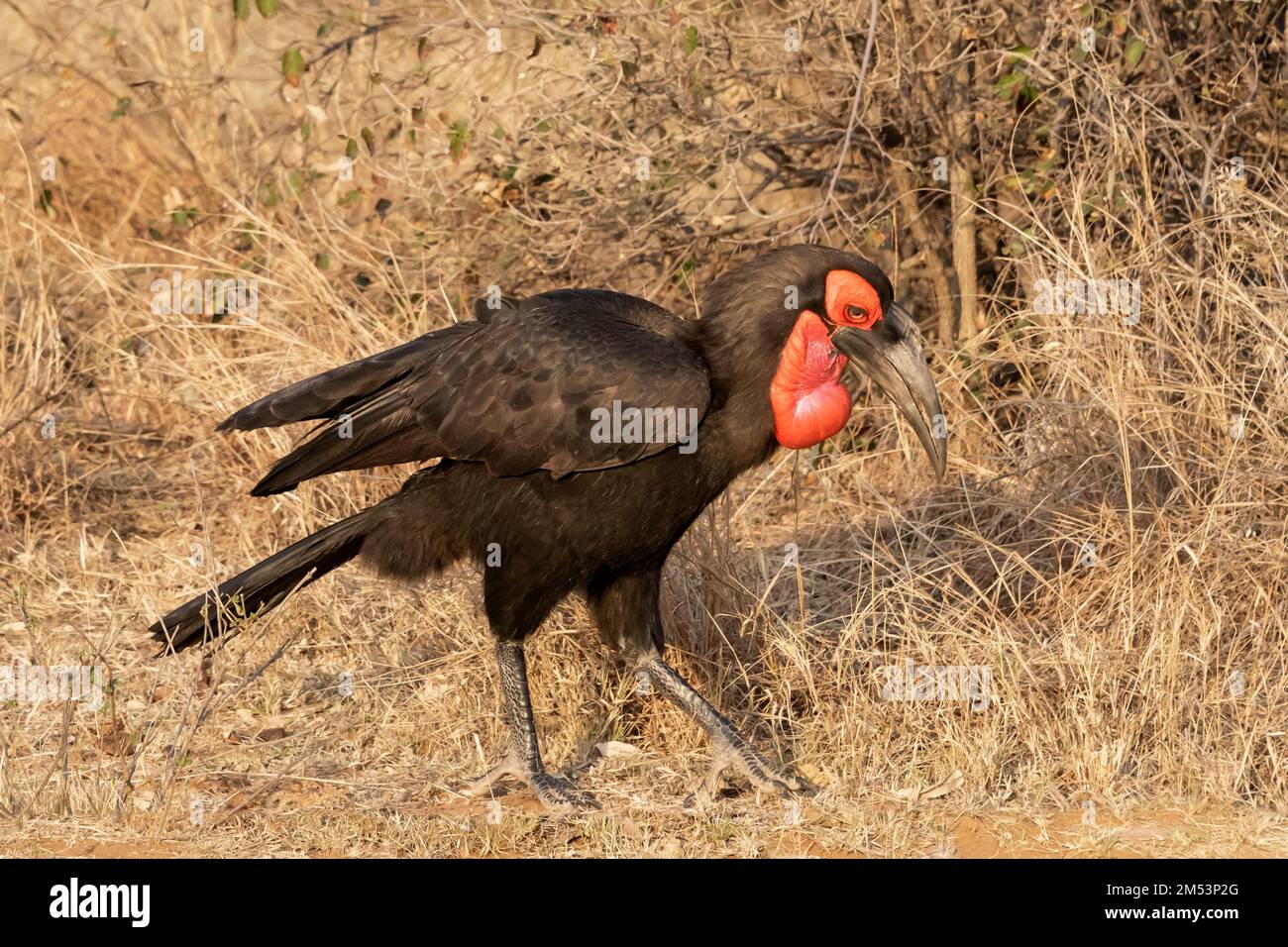 Hornbill di terra meridionale maschile (Bucorvus leadbeateri) con ali parzialmente sollevate, progetto Hornbill di terra di Mabula, Sudafrica Foto Stock