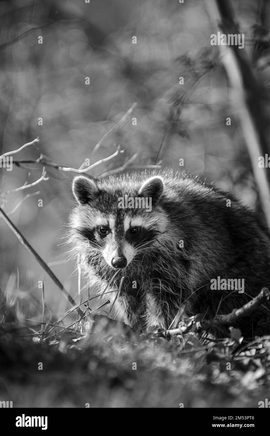 Un'immagine a fuoco selettivo in scala di grigi di adorabile Raccoon guardando indietro la fotocamera nei boschi Foto Stock