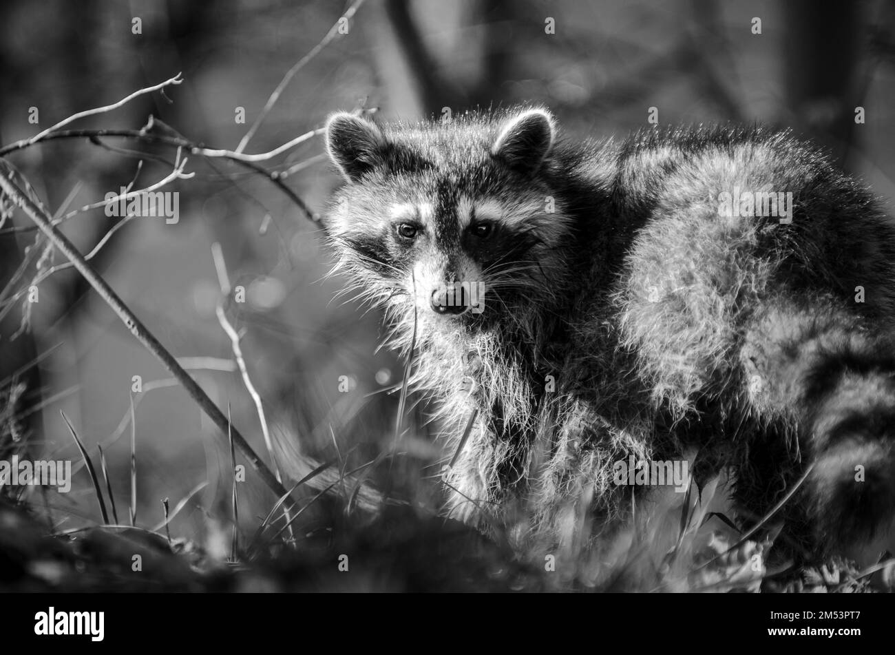 Un'immagine a fuoco selettivo in scala di grigi di adorabile Raccoon guardando indietro la fotocamera nei boschi Foto Stock