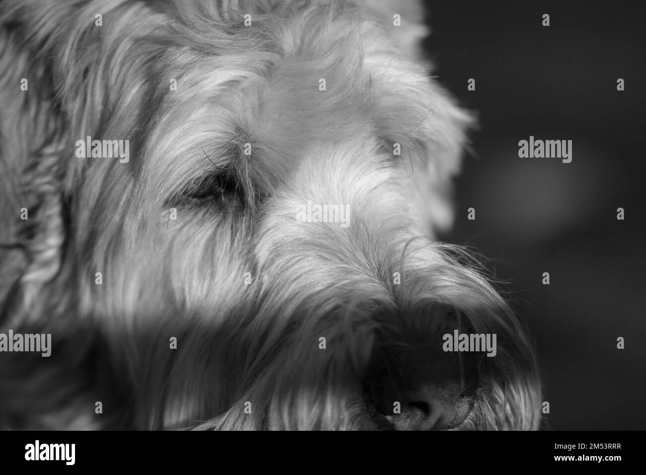 Un primo piano di Wheaten Terrier con rivestimento morbido che guarda lontano su sfondo scuro Foto Stock