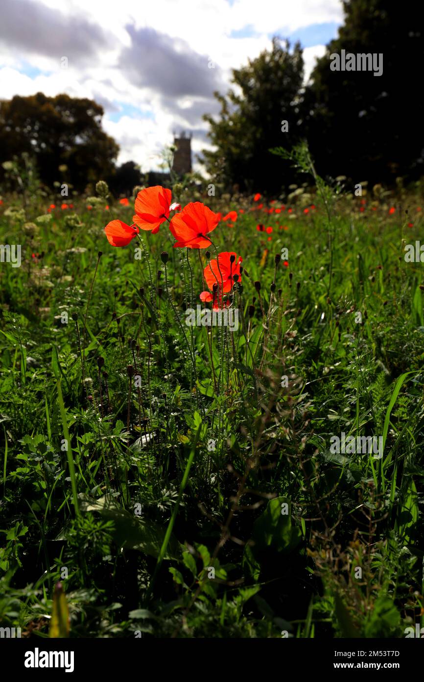 Un campo di erba verde e tulipani rossi in primavera Foto Stock