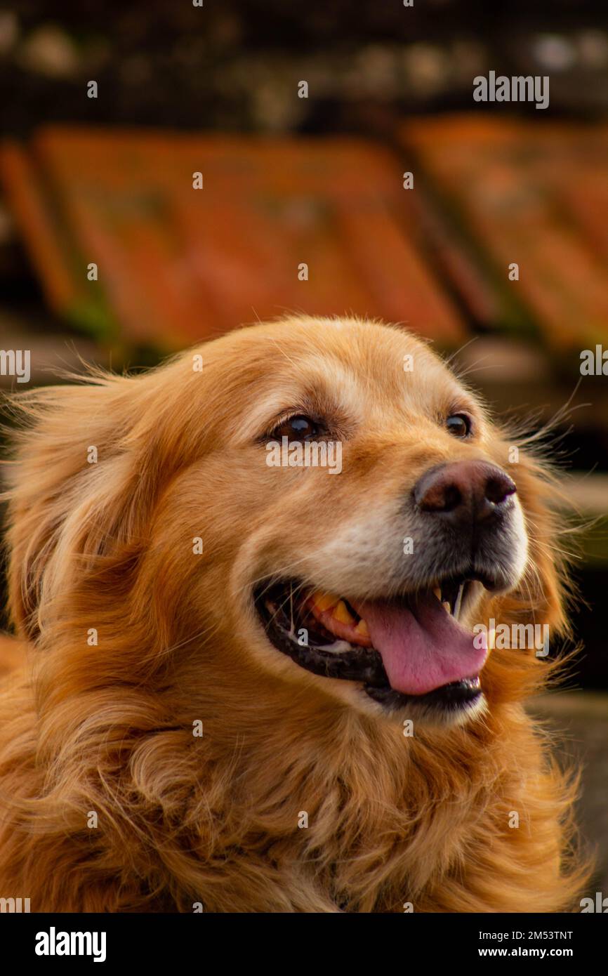 Happy dog Foto Stock