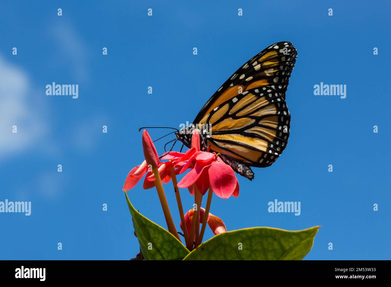 Una vista laterale di una farfalla monarca su un fiore rosso contro un cielo blu Foto Stock