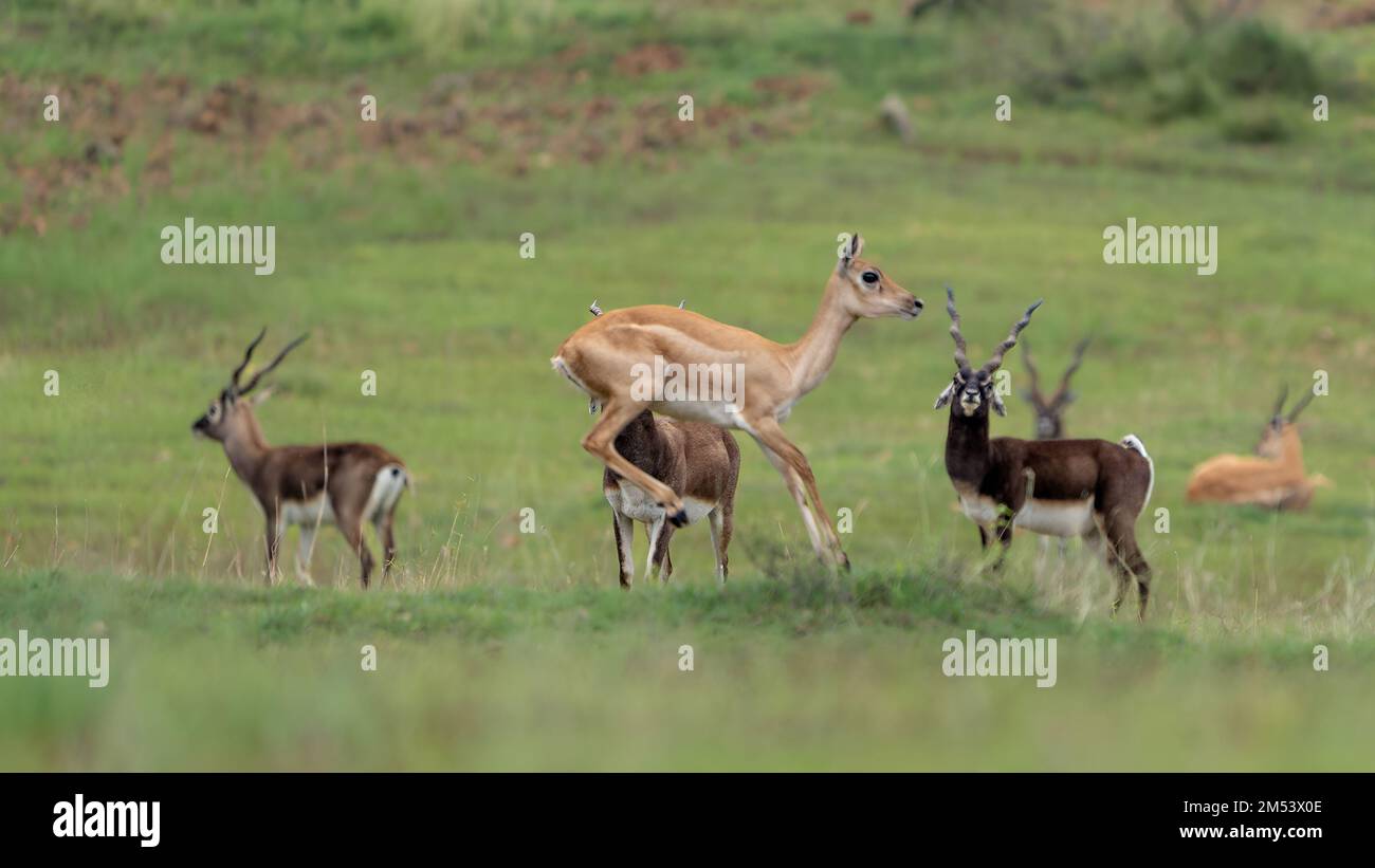 Un fuoco selettivo di blackbuck femminile saltante dietro quei maschi con corna ad anello in riserva di Blackbuck di Jayamangali Foto Stock