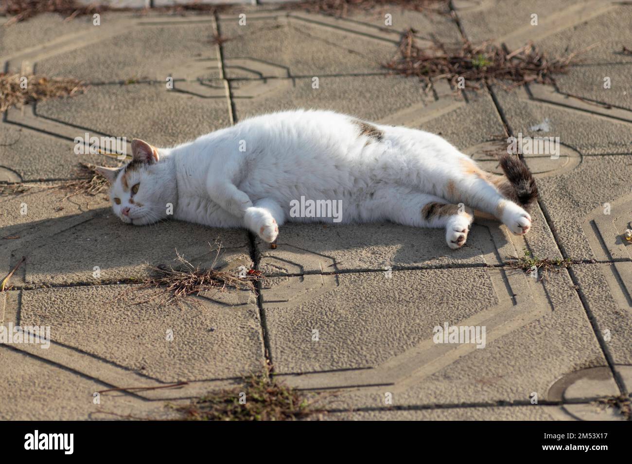gatto bianco con spot gioca a terra in una giornata di sole Foto Stock