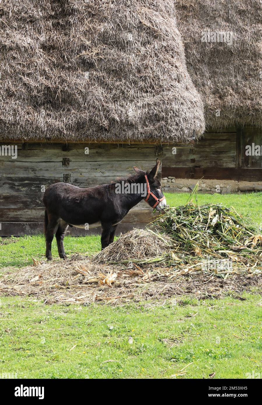 Animali da fattoria in una fattoria nel museo etnografico all'aperto Astra a Sibiu, Transilvania, Romania, che mostra la tradizionale architettura folcloristica. Foto Stock