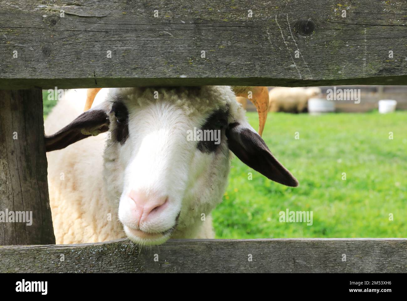 Animali da fattoria in una fattoria nel museo etnografico all'aperto Astra a Sibiu, Transilvania, Romania, che mostra la tradizionale architettura folcloristica. Foto Stock