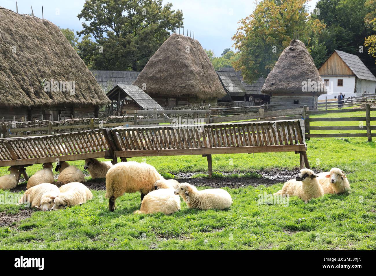 Animali da fattoria in una fattoria nel museo etnografico all'aperto Astra a Sibiu, Transilvania, Romania, che mostra la tradizionale architettura folcloristica. Foto Stock