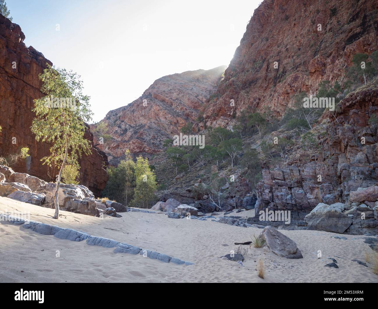 Ghost Gum (Corymbia aparrerinja), Ormiston Gorge, West Macdonnell (Tjoritja) National Park, Northern Territory, Australia Foto Stock