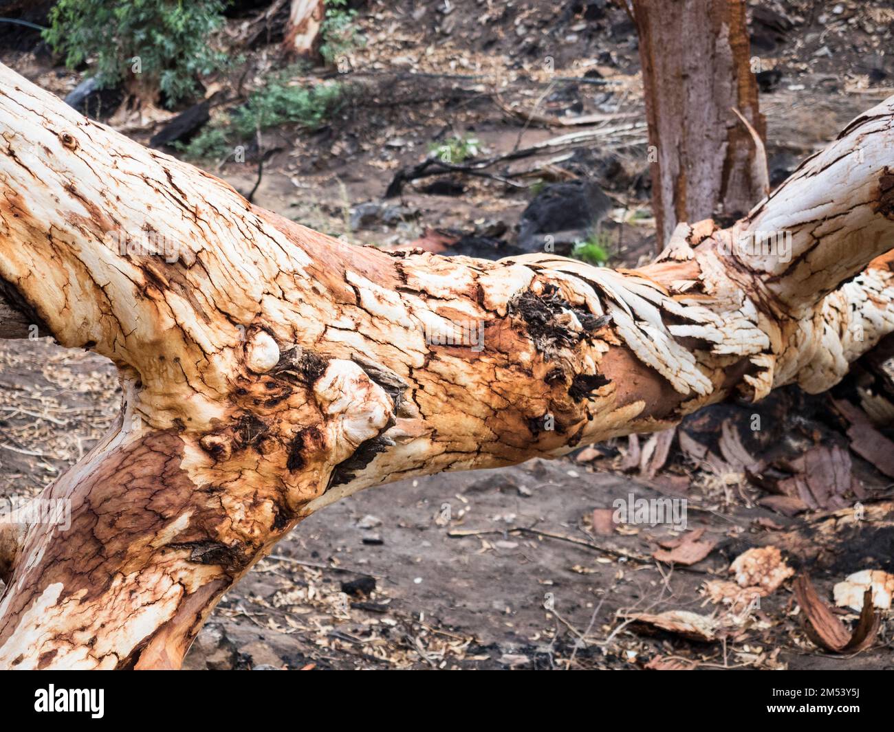 Tronco di albero gnarled danneggiato dal fuoco, Standely Chasm, West Macdonnell (Tjoritja) National Park, Northern Territory, Australia Foto Stock