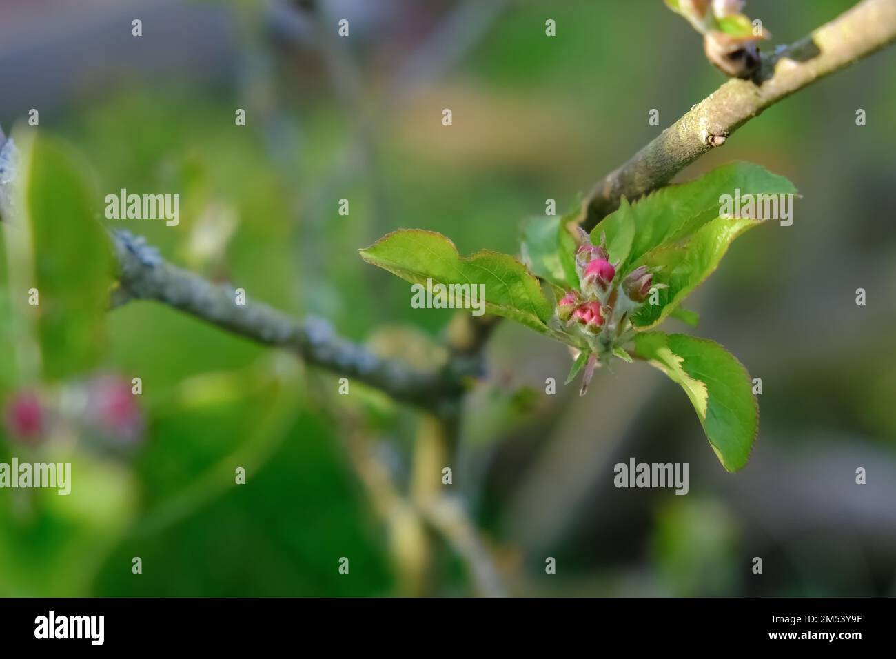 Fiori di un albero di mela - Malus sylvestris, la mela europea di granchio - in fiore durante la primavera. Foto Stock