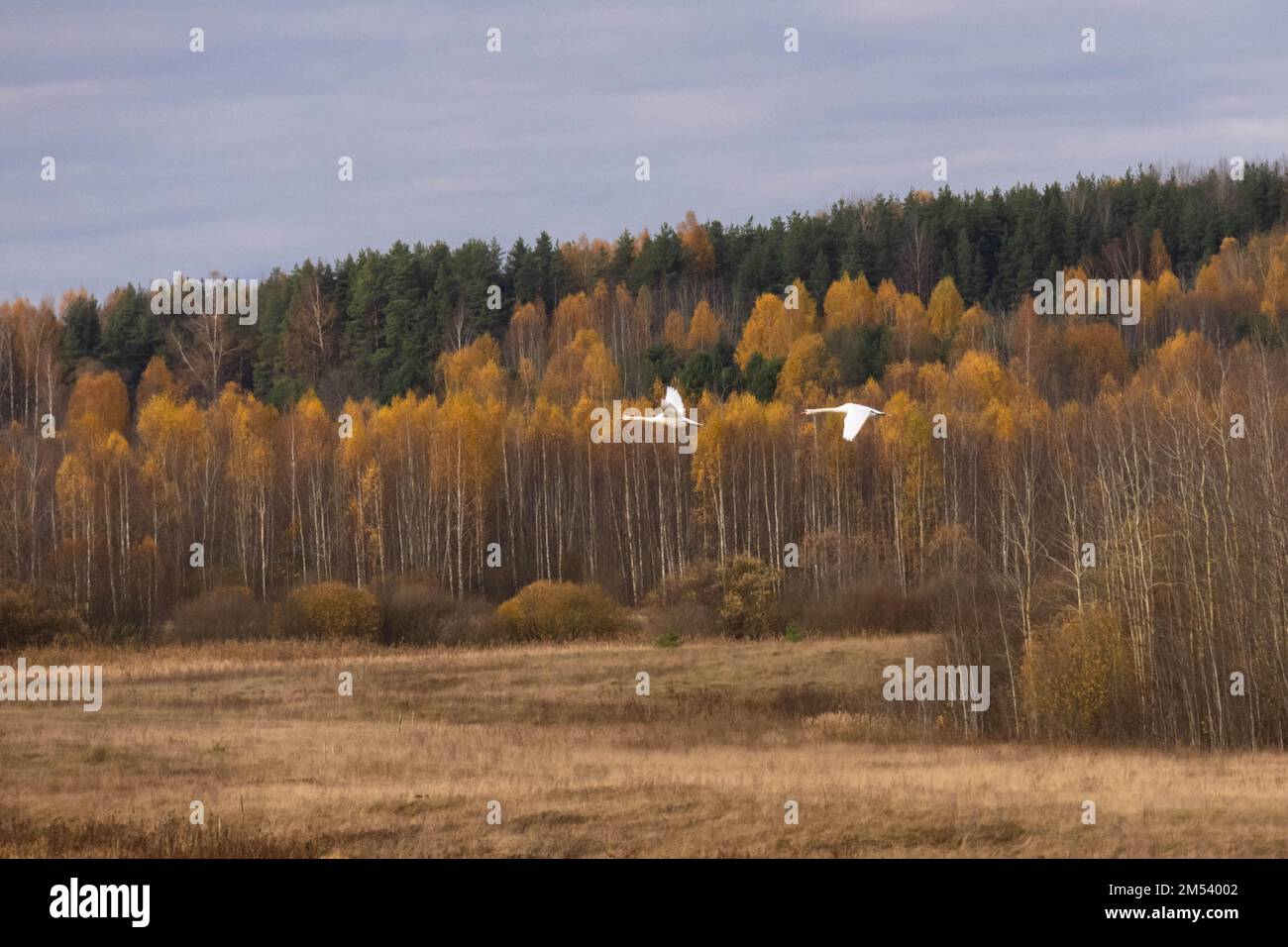 Due cigni volano sopra la foresta. Paesaggio autunnale Foto Stock