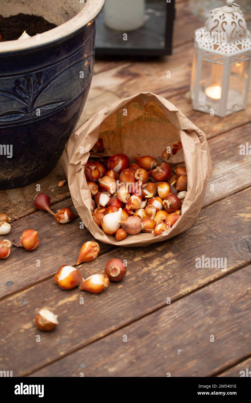 Bulbi di tulipani che piantano alle pentole. Foto Stock