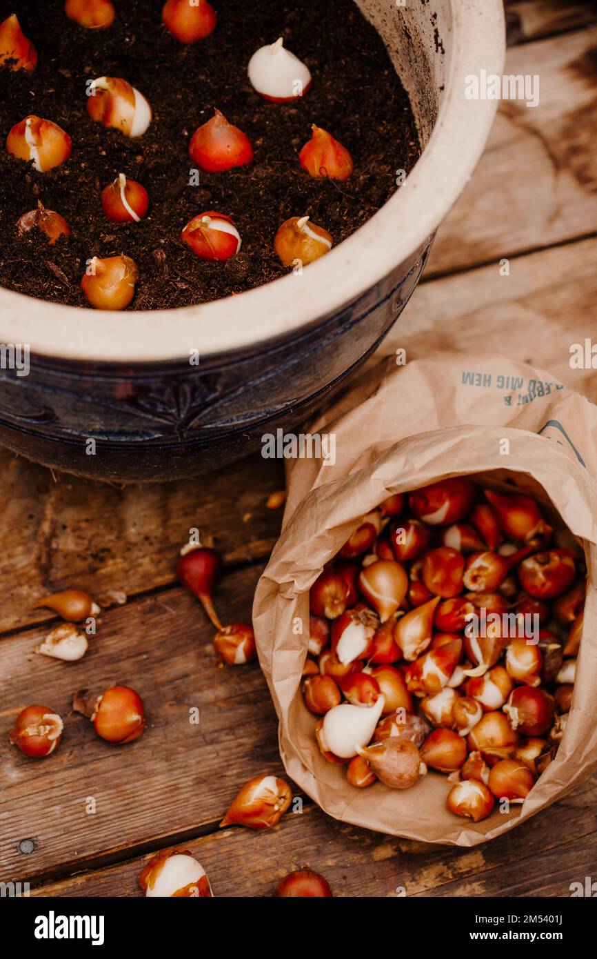 Bulbi di tulipani che piantano alle pentole. Foto Stock