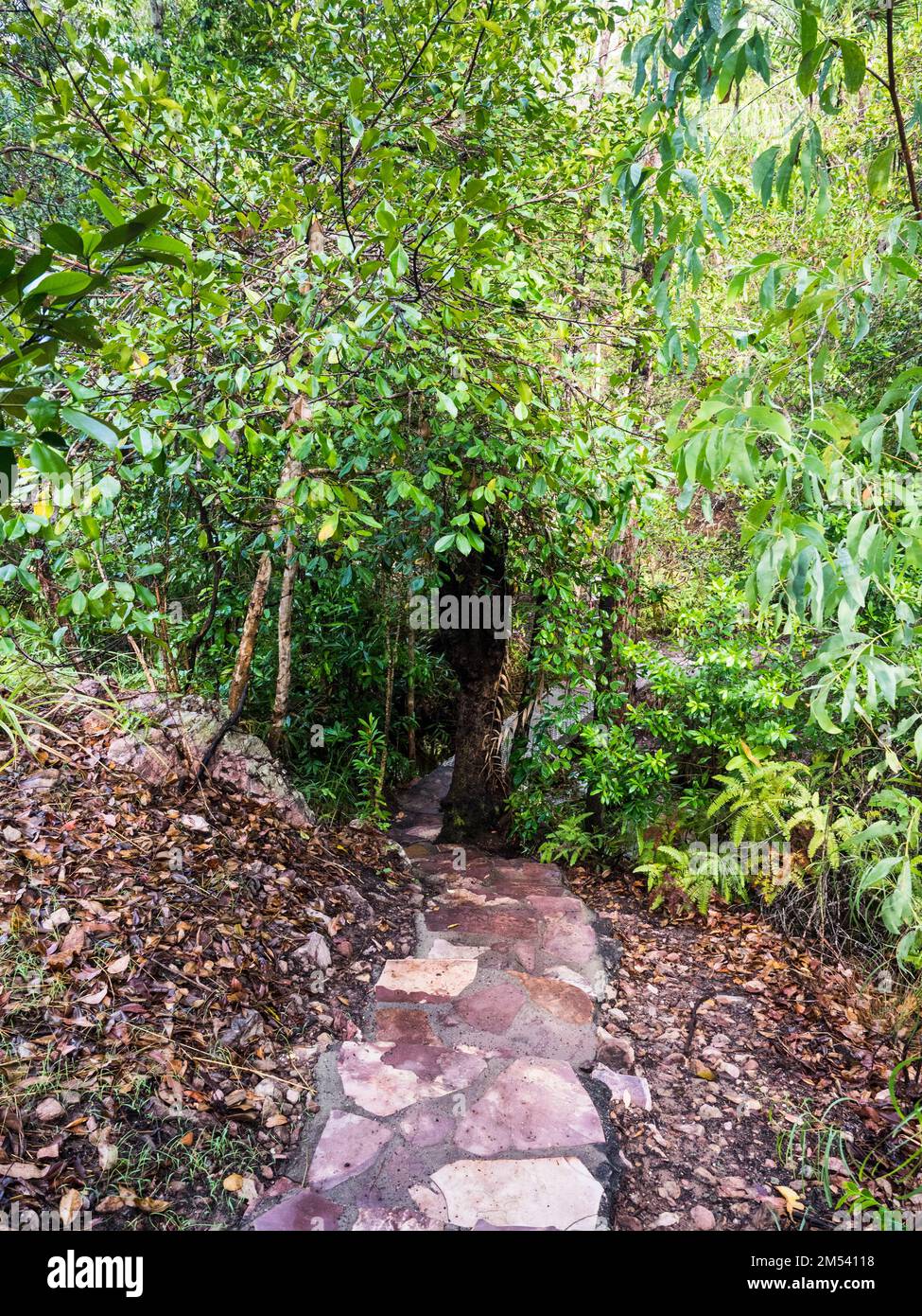 Il percorso di Shady Creek scende nella foresta pluviale a Shady Creek, Florence Falls, Litchfield National Park, Northern Territory, Australia Foto Stock