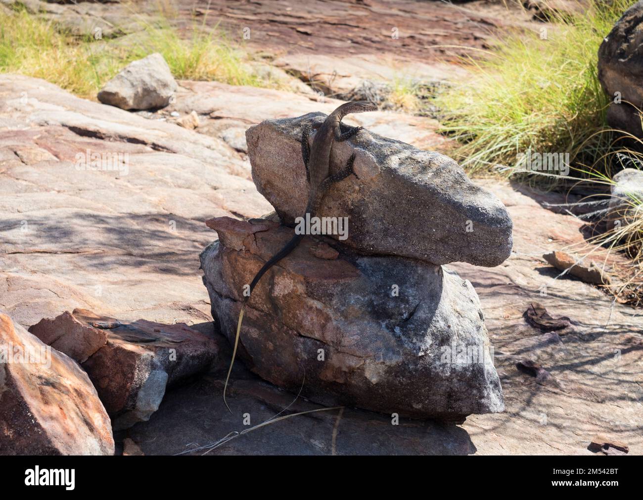 Sand Goanna (Varanus gouldii) sunning su una roccia in Stone Country, Nitmiluk National Park, Northern Territory, Australia Foto Stock