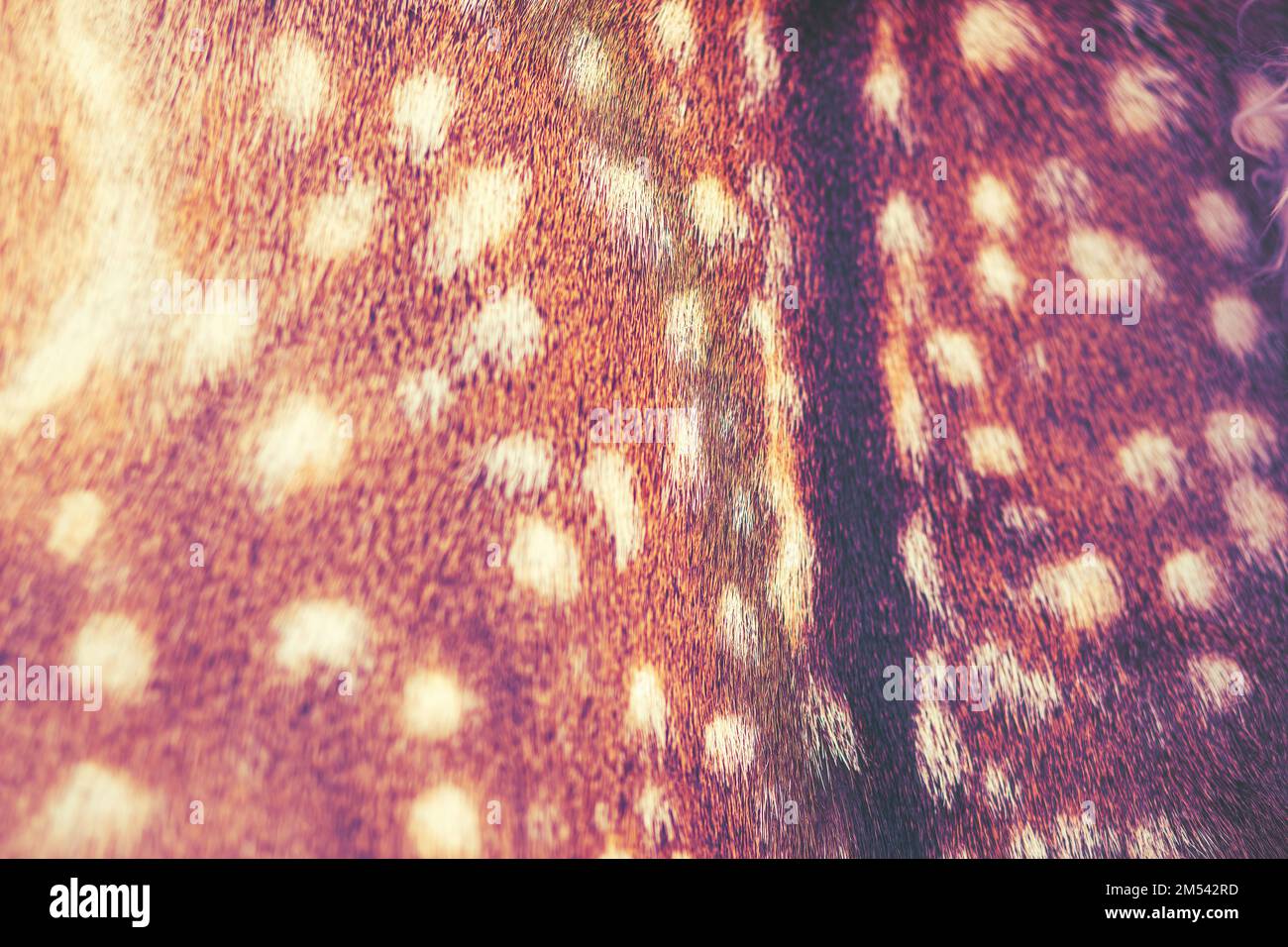 Primo piano di una texture di pelliccia di daino (Dama dama). Foto di alta  qualità Foto stock - Alamy
