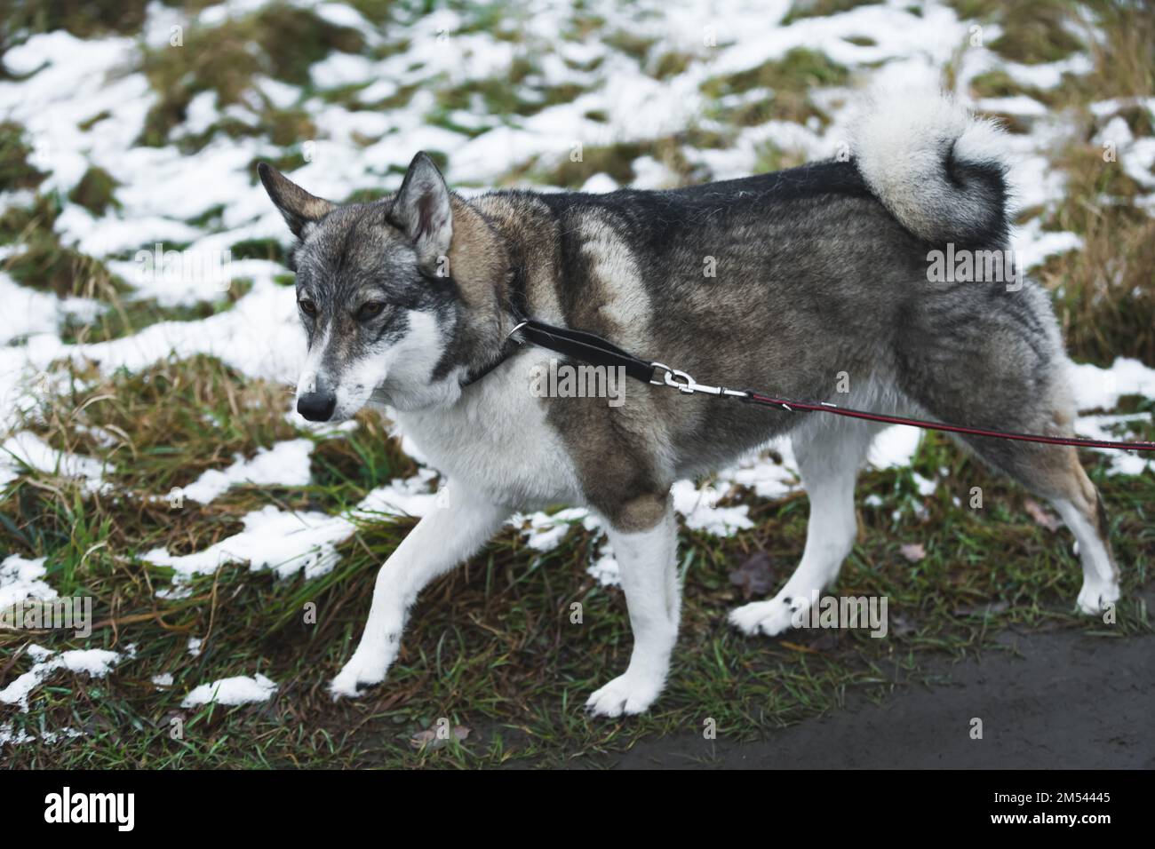 Cane di razza mista su un guinzaglio che cammina all'aperto. Foto di alta qualità Foto Stock