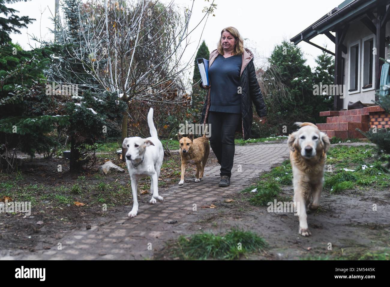 Ricovero lavoratore femminile con cani randagi all'aperto. Foto di alta qualità Foto Stock