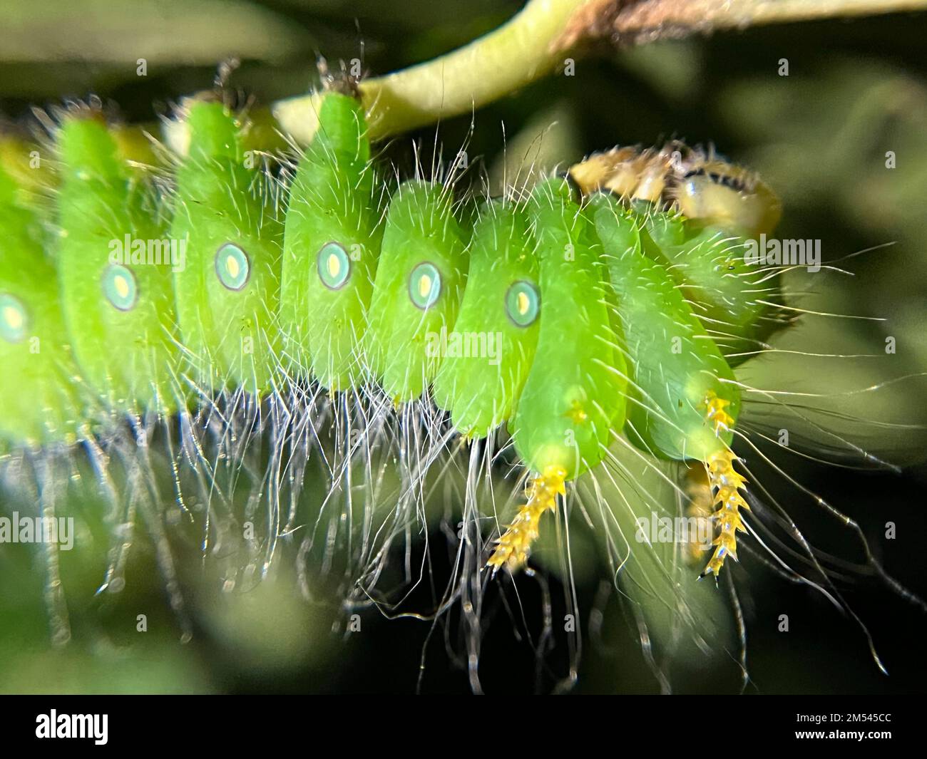 Il bruco verde della Moth Imperiale (Eacles imperialis) Foto Stock