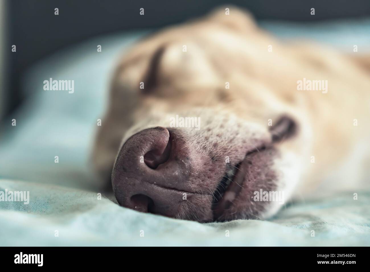 Primo piano della museruola di un cane che dorme sul letto. Un levriero dorme in pace. Vita animale domestico. Messa a fuoco selettiva. Foto Stock