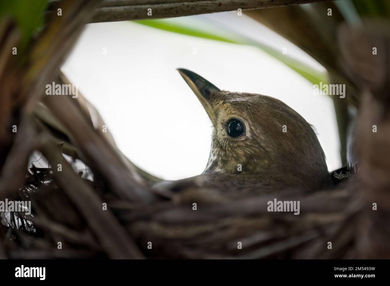 Un uccello che incuba le sue uova nel nido. Foto Stock