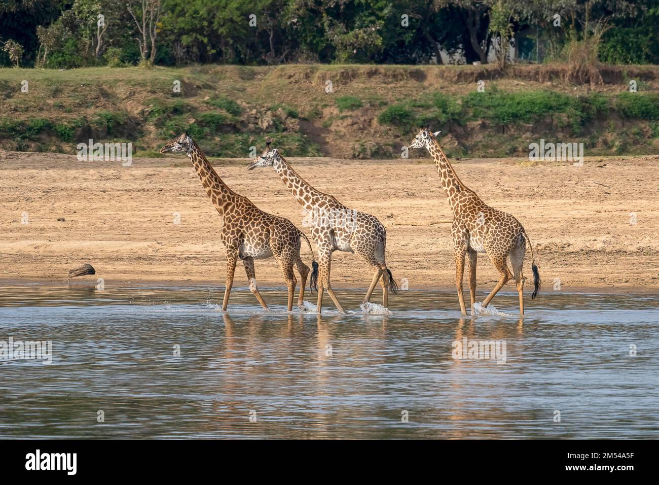 Giraffa rodesiana (Giraffa camelopardalis thornicrofti), 3 animali che corrono nel fiume, Luangwa meridionale, Zambia Foto Stock