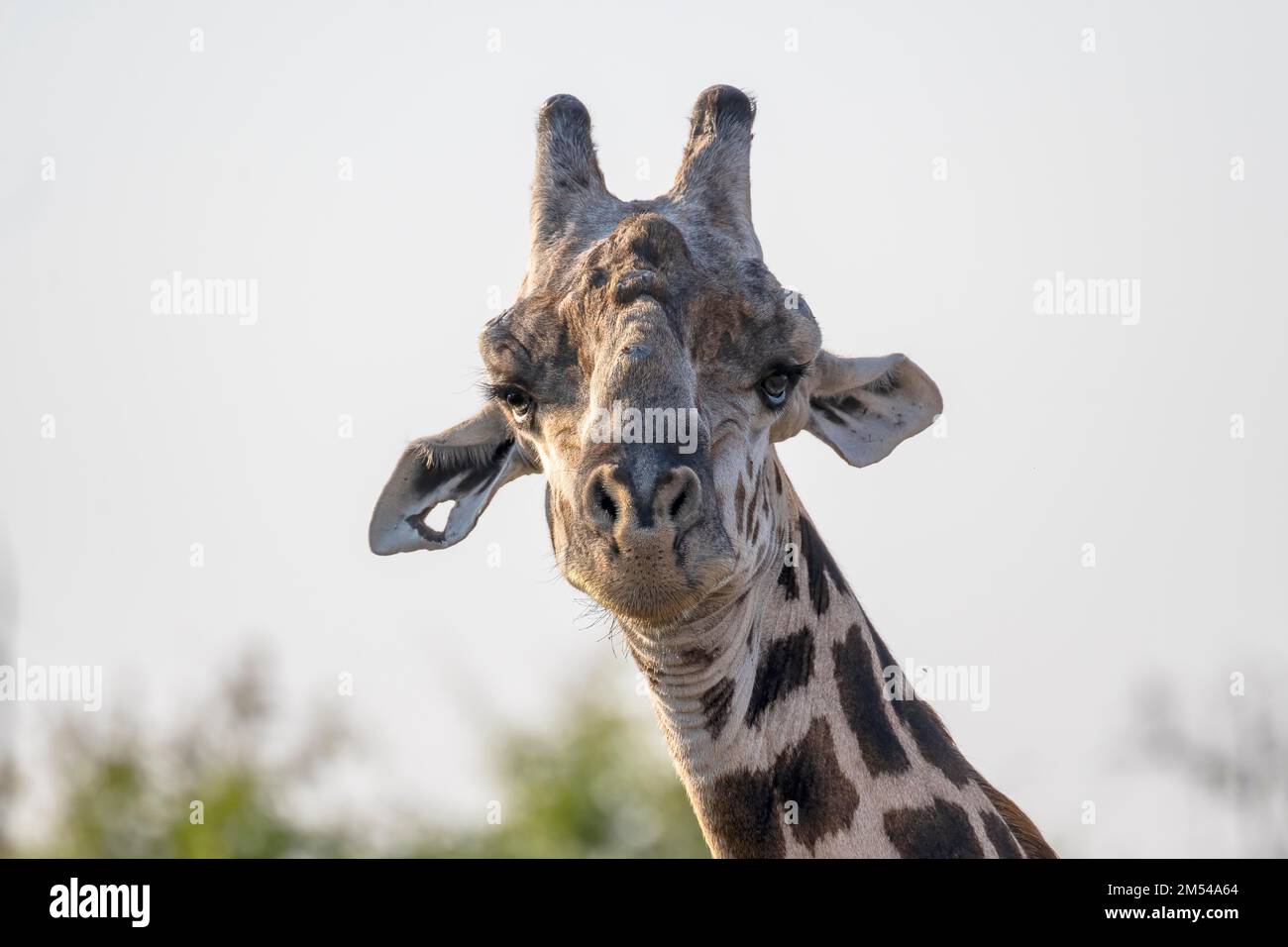 Giraffa rodesiana (Giraffa camelopardalis thornicrofti), ritratto animale in controluce, contatto con gli occhi, Luangwa Sud, Zambia Foto Stock