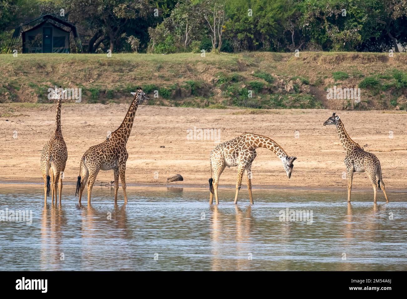 Giraffa rodesiana (Giraffa camelopardalis thornicrofti), animali nel fiume, Luangwa meridionale, Zambia Foto Stock