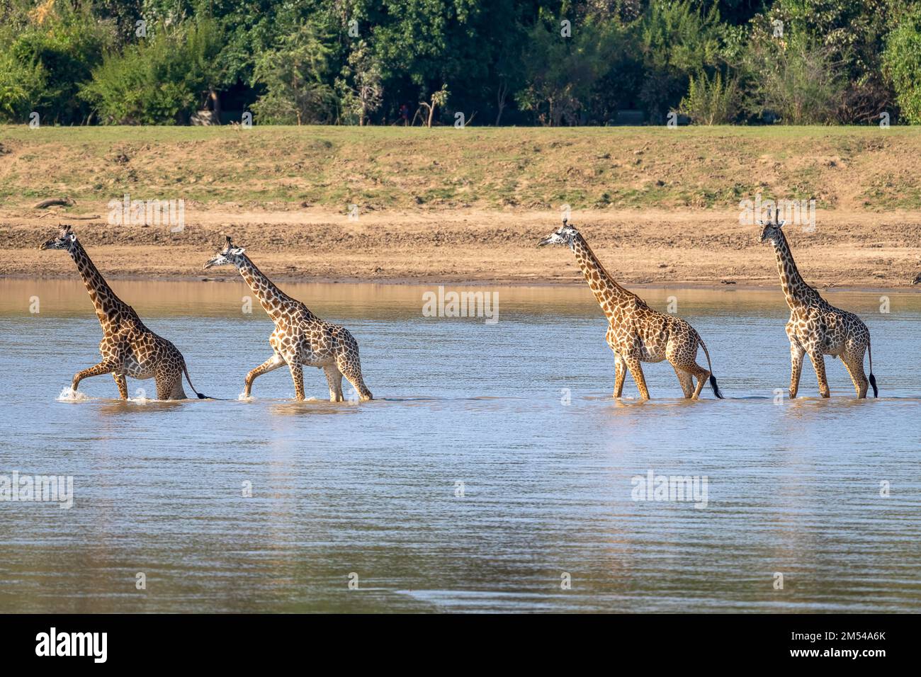 Giraffa rodesiana (Giraffa camelopardalis thornicrofti), animali che attraversano il fiume, Luangwa meridionale, Zambia Foto Stock