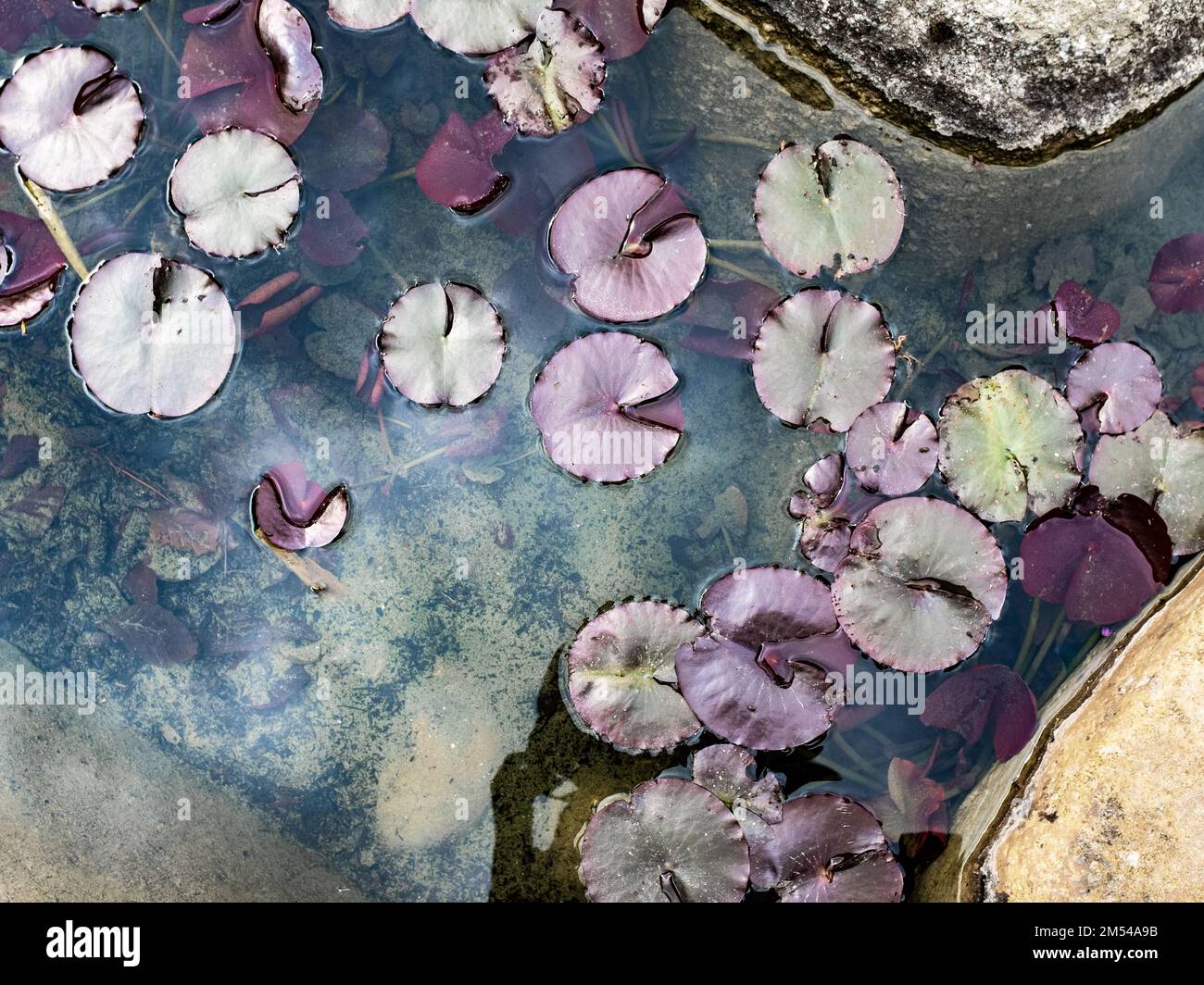 Foglie di giglio d'acqua viola che galleggiano su uno stagno con i peperoni sul fondo. Visto dall'alto e preso in un giorno di primavera overcast. Foto Stock